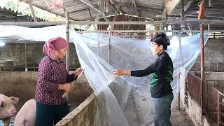 Thumbnail: hanging insect nets inside that can spread disease to pigs/@ThoaRurallife  #203
