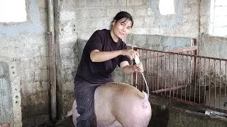 Thumbnail: continue artificial insemination for my sow /@ThoaRurallife  #202