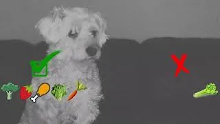 Thumbnail: Morkie Mukbang: My dog likes all human food...except for these