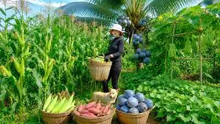 Thumbnail: Harvest, Sell And Cook With Sweet Corn, Sweet Potatoes, Blue Coconuts, Chayote - Garden - Livestocks