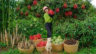 Thumbnail: Harvest, Sell And Cook With Red Durian, Bamboo Shoots, Custard Apples, Chocolate Peppers - Farming