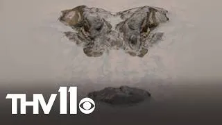 Thumbnail: Gearing up for gator hunting | Outdoor Report