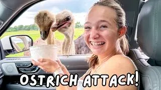 Thumbnail: Our Car was Surrounded by Wild Animals!