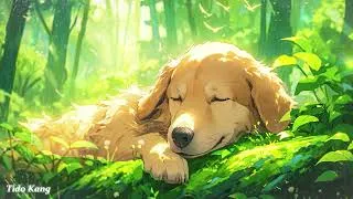 Thumbnail: Healing Music for Dogs | Separation Anxiety Relaxing Music | Relaxing Music