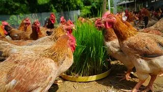 Thumbnail: Chicken farm - How to raise free-range chickens for business - Farming process & step-by-step guide