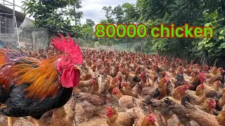 Thumbnail: Chicken Farming - How To Raise 8000 Chickens For Business - Building a Chicken Coop