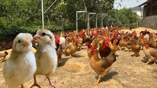 Thumbnail: Peaceful Chicken Farm - Raising Chickens and How to build a simple Chicken Coop.