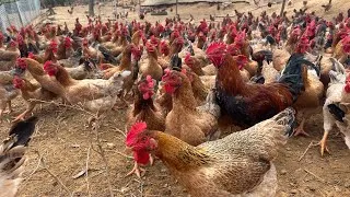 Thumbnail: Free-range Chicken Farming - How To Raise 1500 Chickens in a 5m x 3m coop - Poultry Farming