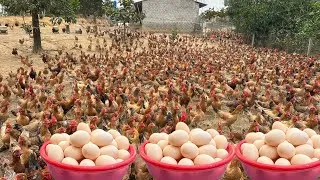 Thumbnail: Chicken Farming - How to raise Chickens for Business - Harvesting Eggs & Raising Chicks