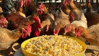 Thumbnail: The process of growing corn for chicken , Duck feed in rural areas - poultry farms