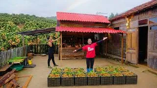 Thumbnail: Harvest Longan Go To The Market To Sell- Build An Extra Roof For The New Kitchen With My Brother