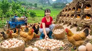 Thumbnail: Massive Chicken Egg Harvest | Full 3-Wheeled Truck to the Countryside Market