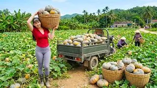 Thumbnail: Harvesting Lots of Pumpkins | Full 3-Wheeled Truck to a Bustling Village Market