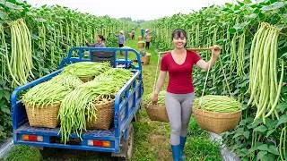 Thumbnail: Harvesting Lots of Long Beans | Full 3-Wheeled Truck to the Countryside Market Sell