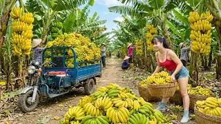 Thumbnail: Huge Banana Harvest | 3-Wheeled Truck Packed Full for the Countryside Market