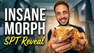 Thumbnail: SPT Crested Geckos! INSANE NEW Morph Revealed!