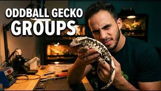 Thumbnail: Our Most Unique Gecko Breeding Groups for 2026