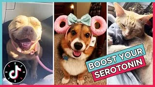 Thumbnail: These Cats & Dogs Will Boost Your Serotonin 😻 🐶