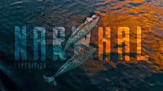 Thumbnail: Sea Unicorn. Arctic. Franz Josef Land. Narwhal Expedition.