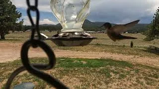 Thumbnail: Humming birds. Slowed the wing speed down in part of it. #hummingbird #outdoors #goprohero10