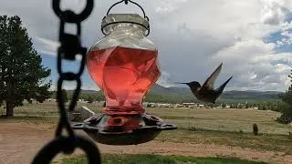 Thumbnail: Humming birds. #hummingbird #goprohero10 #outdoors