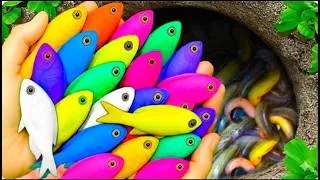 Thumbnail: Explore Giant Dinosaur Eggs and Colorful Goldfish, Koi, Guppies, and Fantail Goldfish! ⭐