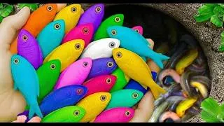 Thumbnail: Epic Pond Rescue: Saving Goldfish, Koi, Guppies, Turtles, and Eels from Danger!