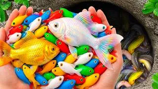 Thumbnail: Surprised Catch Stranger Aquarium Fish In Small Pond, Baby Turtles, Blue Guppy, Frog, Crabs, Snails