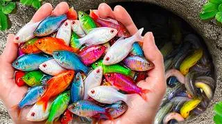 Thumbnail: Awesome Catch Freshwater Aquarium Fish in Small Pond, Pencil Fish, Tetra, Butterfly Fish, Fire Fish