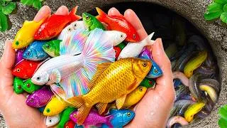 Thumbnail: Catch Mini Colorful Aquarium Fish in Small Pond, Abalone, Octopus, Glass Fish, Crap, Paradise Fish