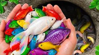 Thumbnail: Catch Mini Colorful Aquarium Fish in Small Pond, Tetra, Octopus, Neon Tetra, Guppies, Shellfish