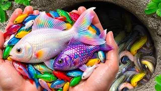 Thumbnail: Catch Mini Colorful Aquarium Fish in Small Pond, Abalone, Octopus, Tetra, Ram Fish, Molly Fish, Koi