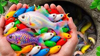 Thumbnail: Catch Mini Colorful Aquarium Fish in Small Pond, Abalone, Octopus, Tetra, Butterfly Fish, Firefish