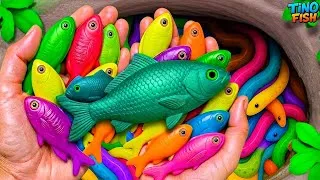 Thumbnail: I get colorful ornamental fish in tiny pond, baby turtle, goldfish, platy fish, glass fish, koi 🐠