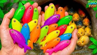 Thumbnail: Catch beautiful colorful fish in tiny home fish, baby turtle, betta fish, platy fish, guppies, koi
