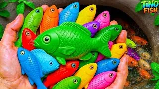 Thumbnail: Catch beautiful aquarium fish in small pond, baby turtle, goldfish, platy fish, guppy, koi fish, eel