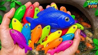 Thumbnail: Catch beautiful aquarium fish in small pond, baby turtle, goldfish, platy fish, guppy, eel, koi fish