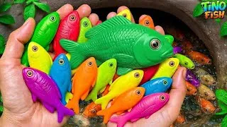 Thumbnail: Catch ornamental colorful fish in tiny pond, baby turtle, goldfish, platy fish, guppy, eel, koi fish