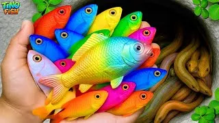 Thumbnail: Catch beautiful colorful fish in small pond, koi fish, betta fish, platy fish, guppies, turtles, eel