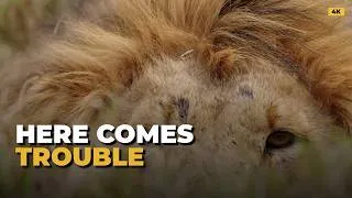 Thumbnail: Four Big Male Lions Enter the Arena! (Monwanas)
