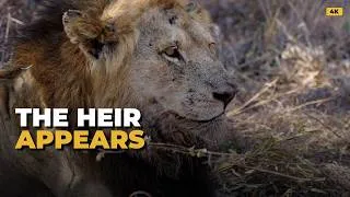 Thumbnail: Missing Male Lion Found with the Pride (Red Road's Son)