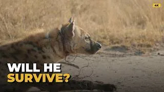Thumbnail: Struggling Hyena Found in a Deadly Snare