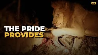 Thumbnail: Injured Male Lion Finally Gets a Meal