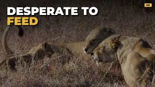 Thumbnail: When a Lion Pride Rejects a Cub