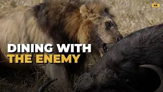 Thumbnail: Lioness Risks Cubs Lives for a Meal