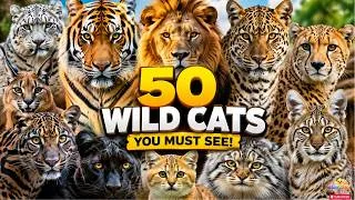 Thumbnail: 50 Wild Cats Names 🦁🐯 |Learn World's Amazing Wild Cats for Kids & Animal Lovers | LION TIGER CHEETAH
