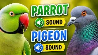 Thumbnail: 100 Birds sounds for Kids 🐦Animal Sounds For Kids | fun Learning for kids | 4K |Eagle Parrot