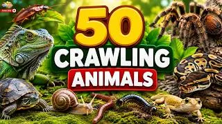 Thumbnail: 60 Crawling Animals Every Kid Should Know! 🐍🐢🐛 | Animal Sound & Names For Kids |4K