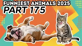Thumbnail: Funniest Animals Compilation 2025 😂🐶 Part 175