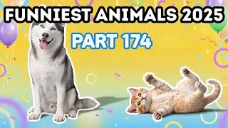 Thumbnail: Funniest Animals Compilation 2025 😂🐶 Part 174